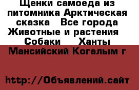 Щенки самоеда из питомника Арктическая сказка - Все города Животные и растения » Собаки   . Ханты-Мансийский,Когалым г.